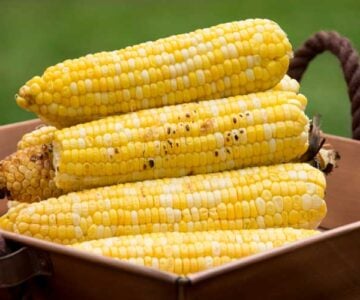 Roasted Sweet Corn